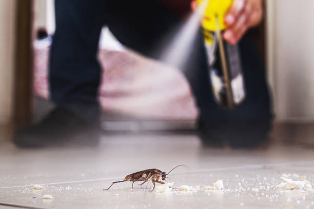 Best Wasp Removal Services  in Venice, IL